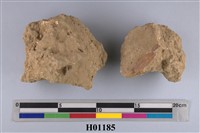 藏品(三肋船蛤貝類化石)的圖片